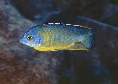 Protomelas sp. 'steveni imperial' Lupingu